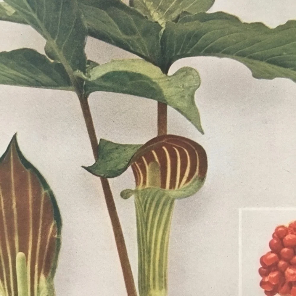 Botanical Plant Print Original Jack in The Pulpit plant
